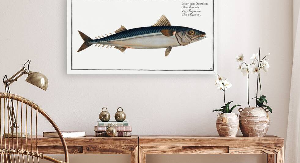 Mackrel Scomber Scomber by IStockHistory com