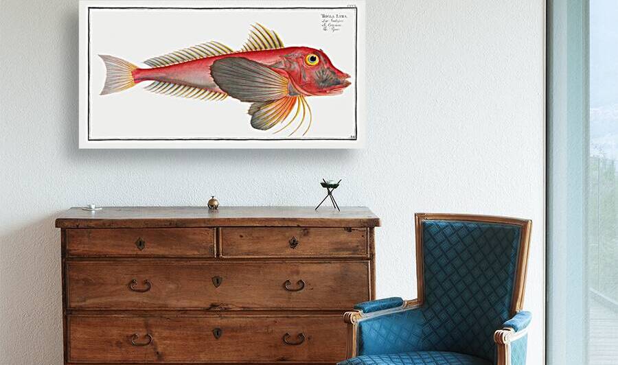 Piper Trigla Lyra by IStockHistory com