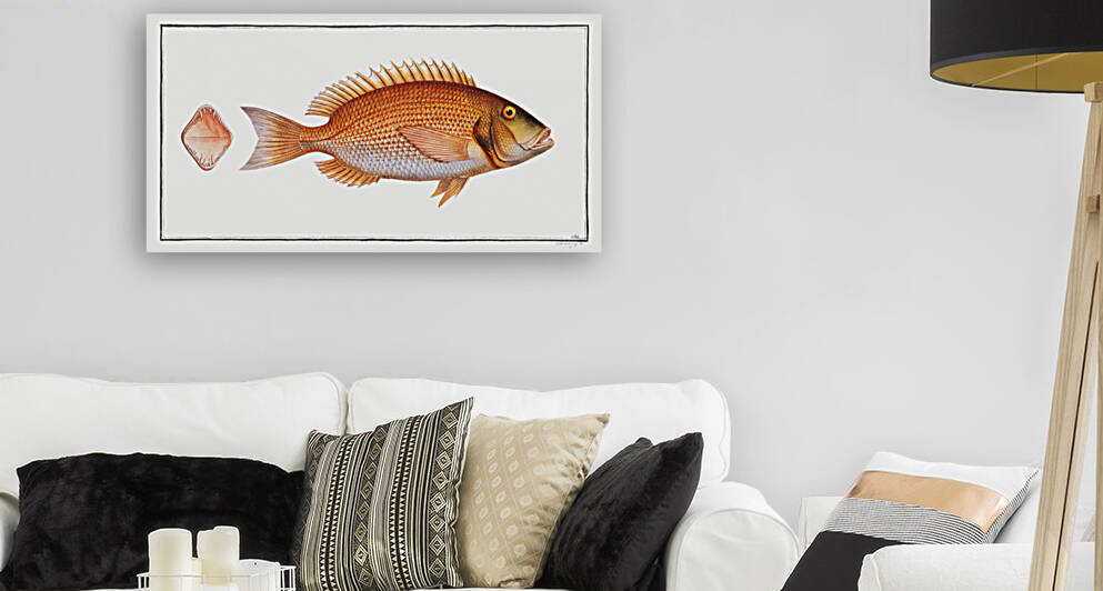 Sea-Rough Sparus Dentex by IStockHistory com