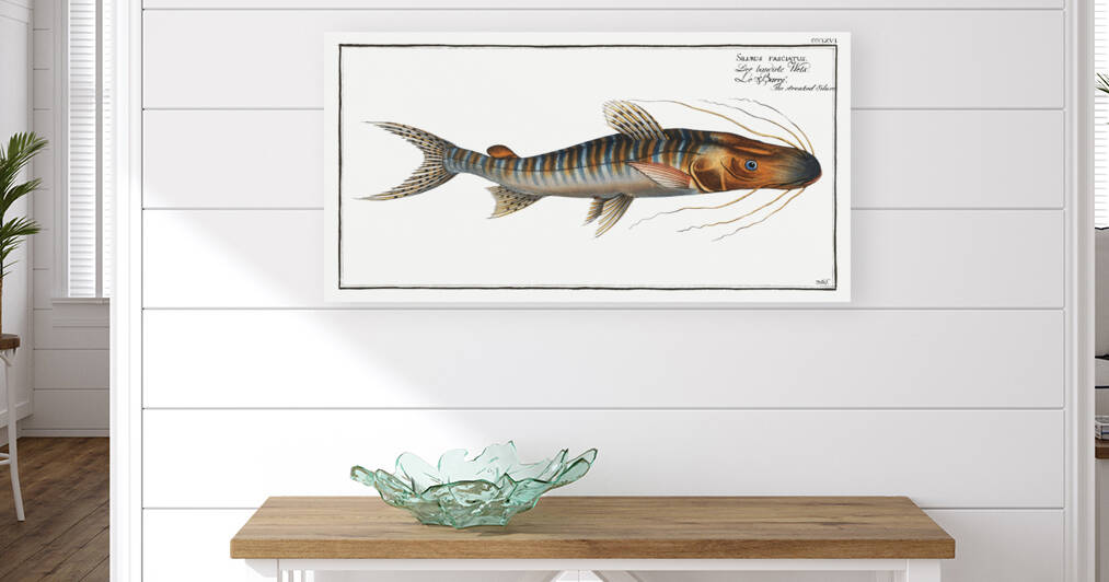 Streaked Silure Silurus fasciatus by IStockHistory com