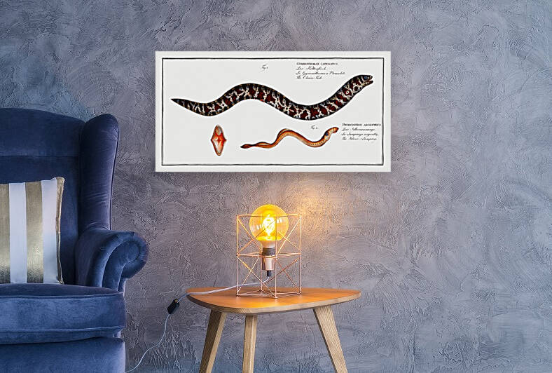 1. Chain-Fish Gymnothorax catenatus 2. Silver-Lamprey Petromyzon agrenteus by IStockHistory com