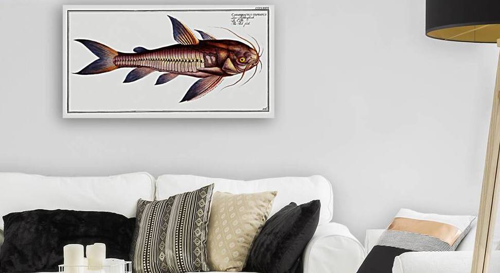 Rib-fish Cataphractus costatus by IStockHistory com