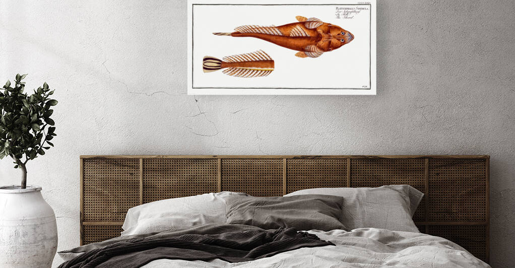 Shovel Platycephalus Spathula by IStockHistory com