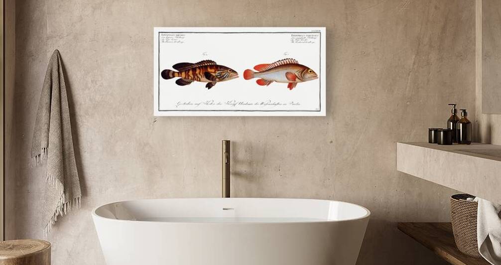 1. Bordered Wall-eye Epinephelus marginalis 2. Brown Wall-eye Epinephelus bruneus by IStockHistory com