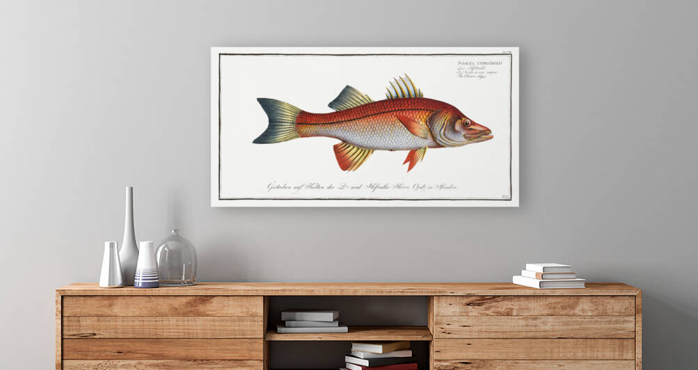 Eleven-ray Sciaena undecimalis by IStockHistory com