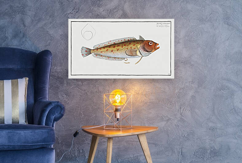 Blennius superciliosus by IStockHistory com