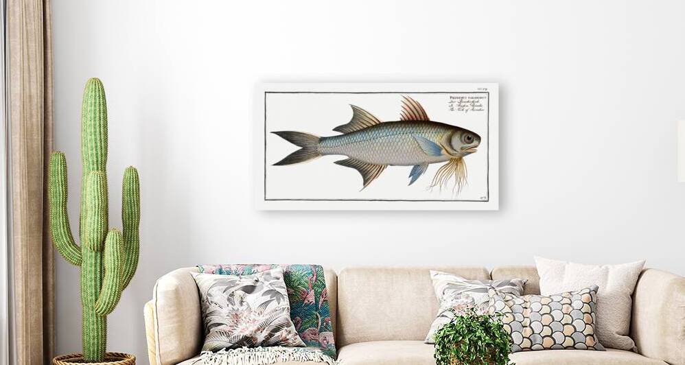 Fish of Paradise Polynemus paradiseus by IStockHistory com