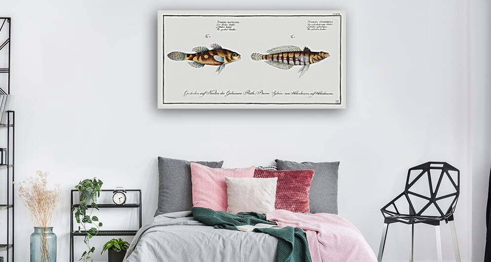 1. Cylindric Umber Sciaena cylindrica 2. Spotted Umber Sciaena maculata by IStockHistory com