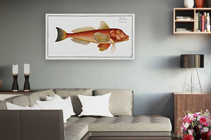 Pine-bough Trigla Pini by IStockHistory com