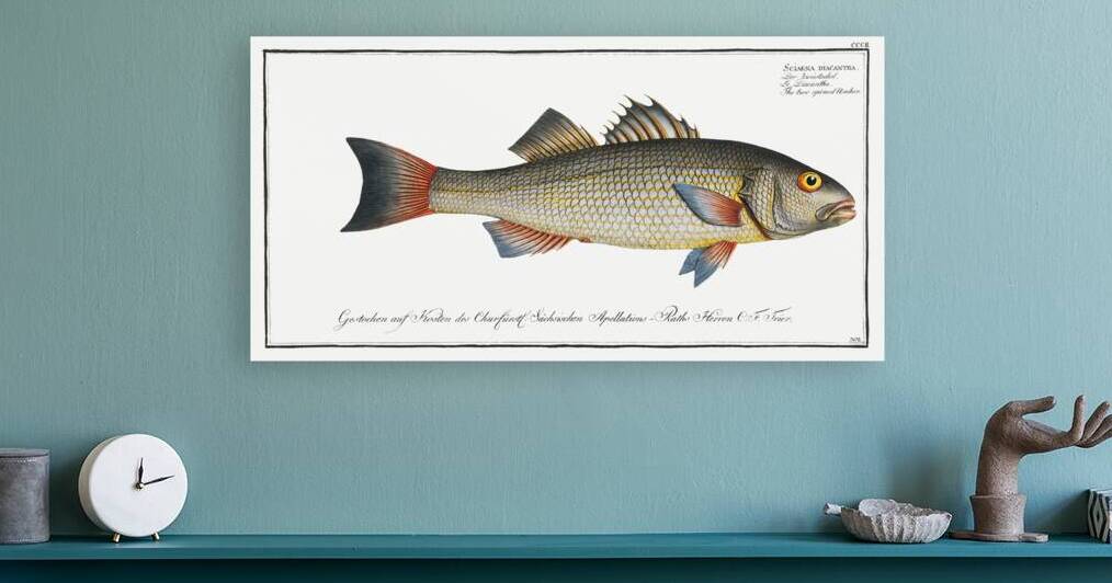 Two-spined Umber Sciaena diacantha by IStockHistory com