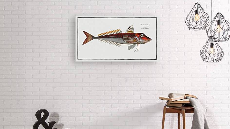 Red Gurnard Trigla Cuculus by IStockHistory com