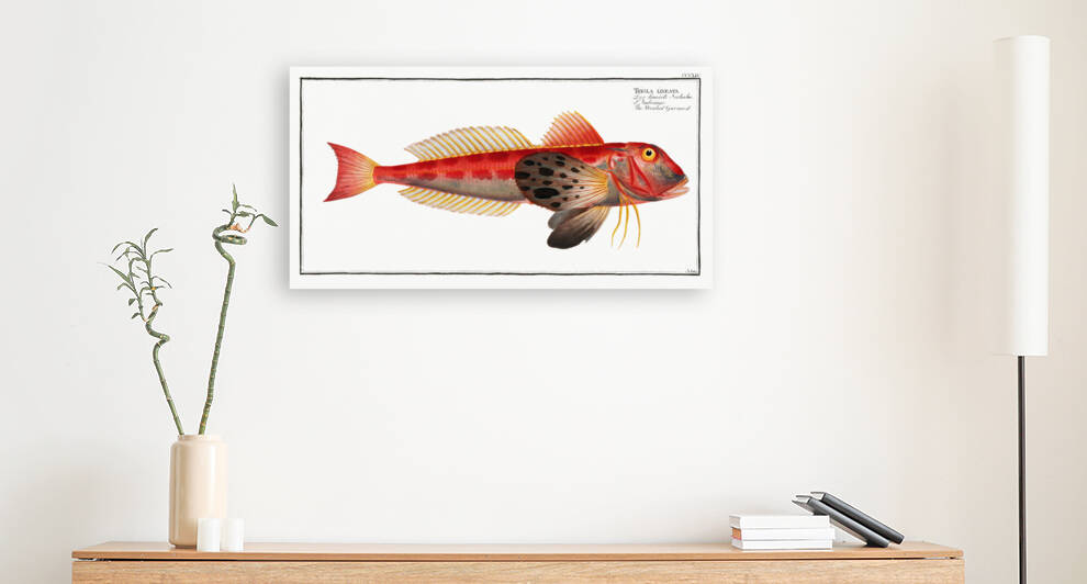 Streaked Gurnard Trigla lineata by IStockHistory com