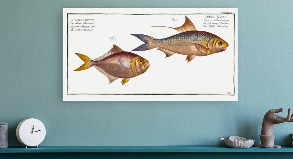 1. Nose-Herring Clupea Nasus 2. Little Mackrel Scomber minutus by IStockHistory com