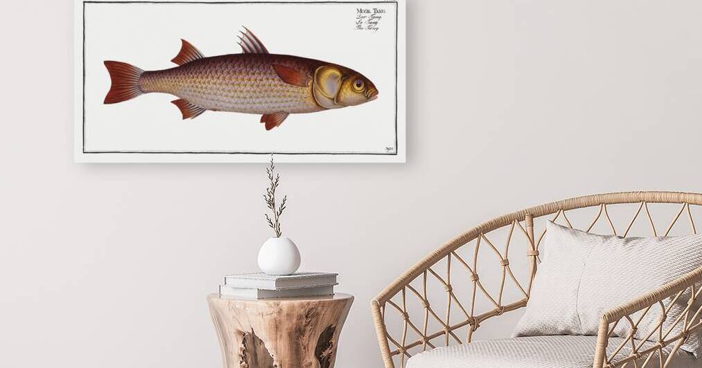 Tang Mugil Tang by IStockHistory com