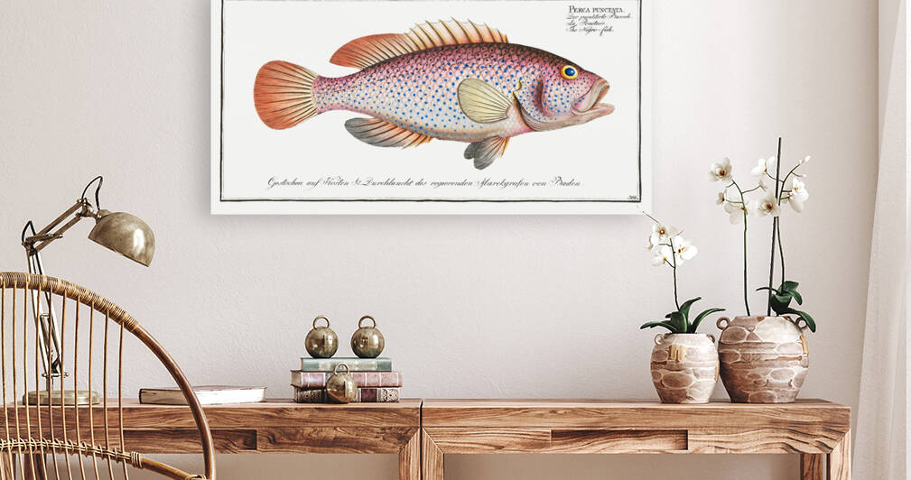 Negro-fish Perca punctata by IStockHistory com