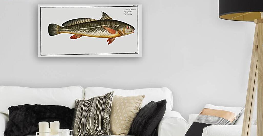 Karutt Johnius Carutta by IStockHistory com