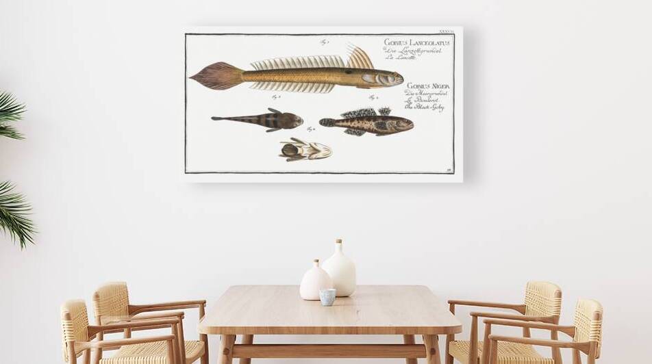 1. 4. Lancet-Goby Gobius Lanceolatus 2. 3. Black Goby Gobius Niger by IStockHistory com