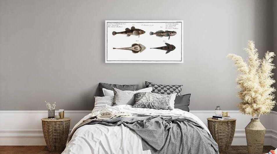 1. 2. River Bullhead Cottus Gobio 3. 4. Armed Bullhead Cottus Cataphractus by IStockHistory com