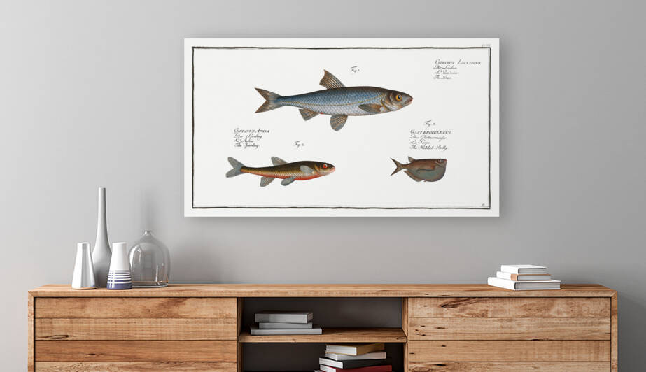 1. Dace Cyprinus Leuciscus 2. Spirling Cyprinus Aphya 3. Hatchet-Belly Gasteropelecus by IStockHistory com