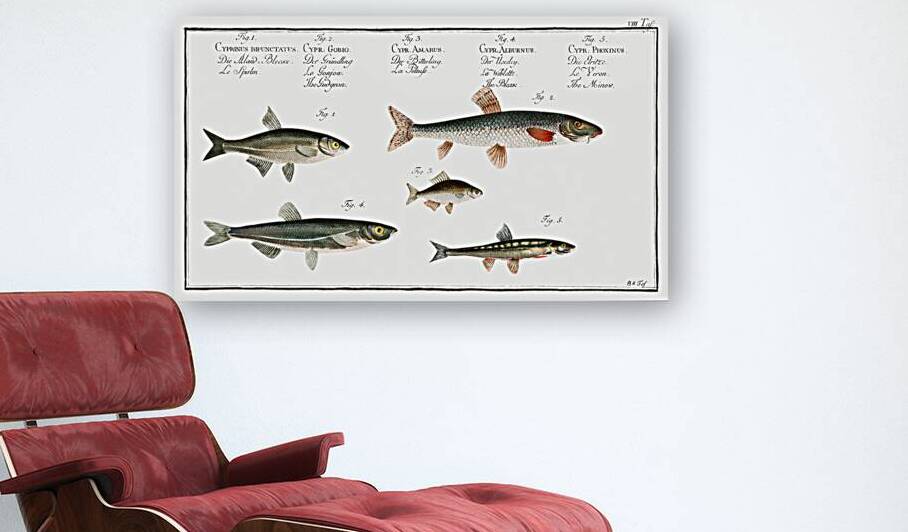 1. Sperlin Cyprinus bipunctatus 2. Bitter-Carp Cyprinus Gobio 3. Bitter-Carp Cyprinus Amarus 4. Bleak Cyprinus Alburnus 5. Minow Cyprinus Phoxinus by IStockHistory com