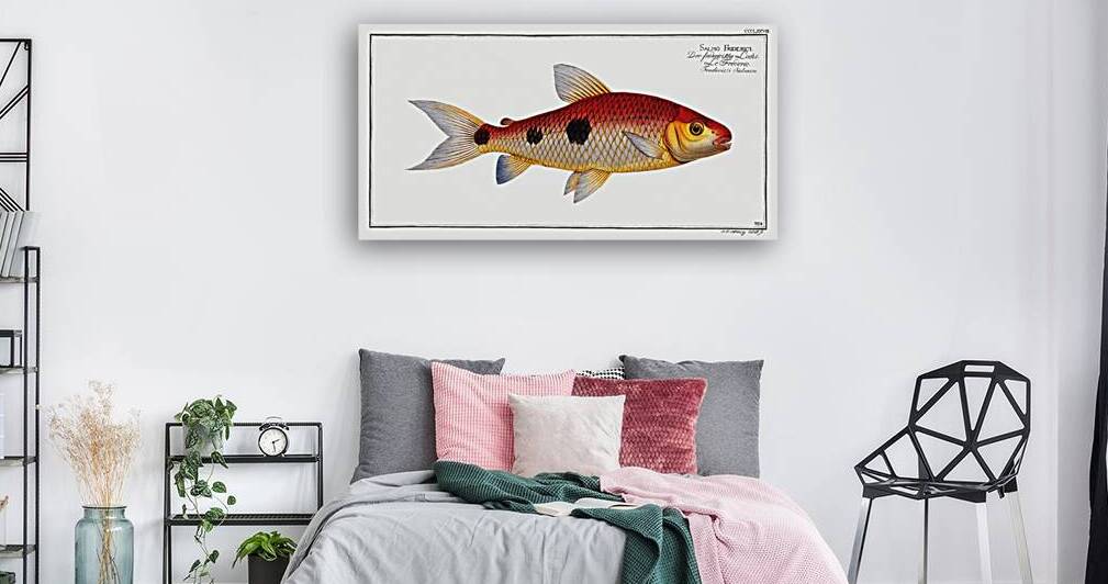 Frederics Salmon Salmo Friderici by IStockHistory com