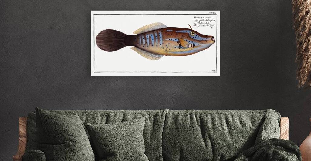 Smooth old Wife Balistes laevis by IStockHistory com