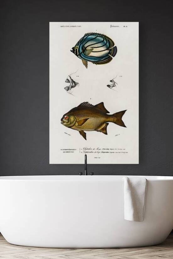 Different types of fishes by IStockHistory com