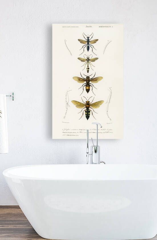 Different types of wasps by IStockHistory com