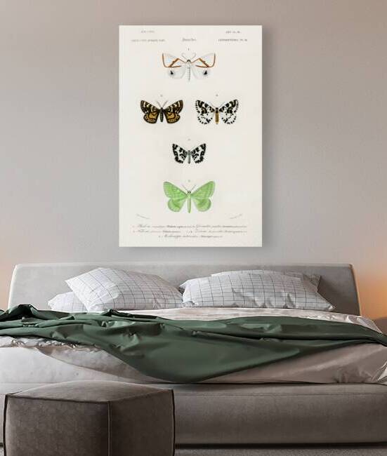Collection of moths by IStockHistory com