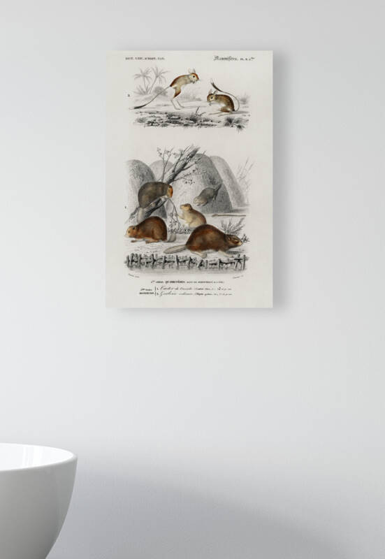 Beaver Castor and Jerboa Dipus by IStockHistory com