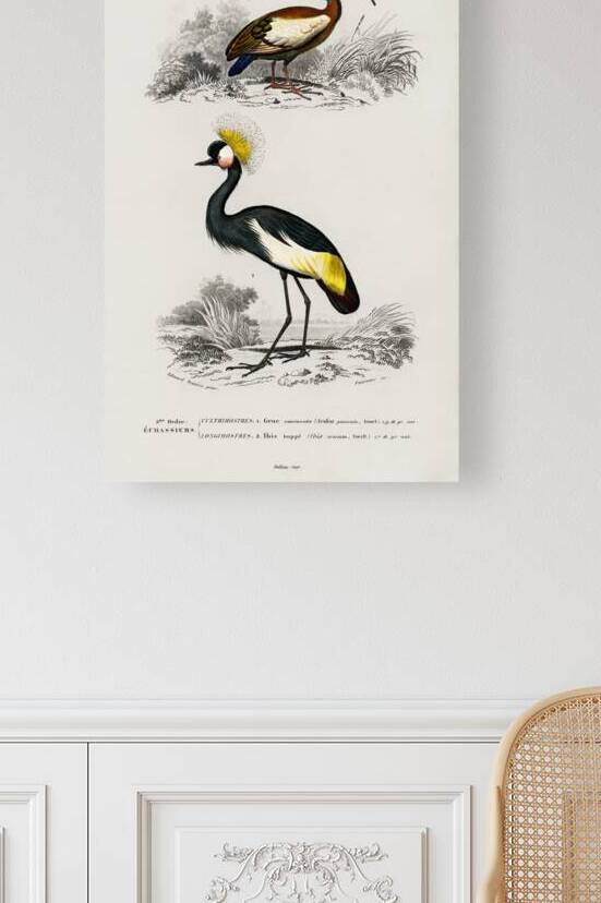 Different types of birds by IStockHistory com