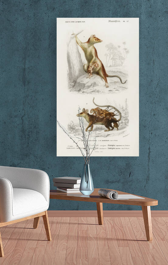 Opossum Didelphis and Opossum Didelphis by IStockHistory com