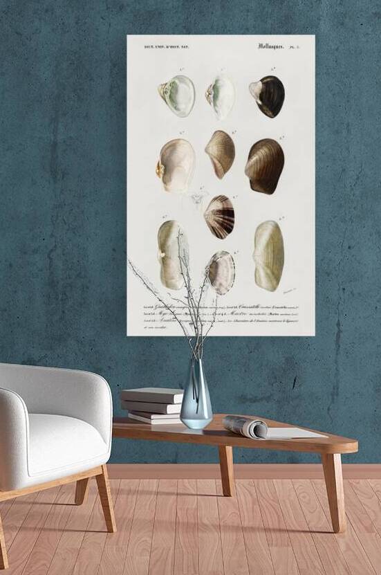 Different types of mollusks by IStockHistory com