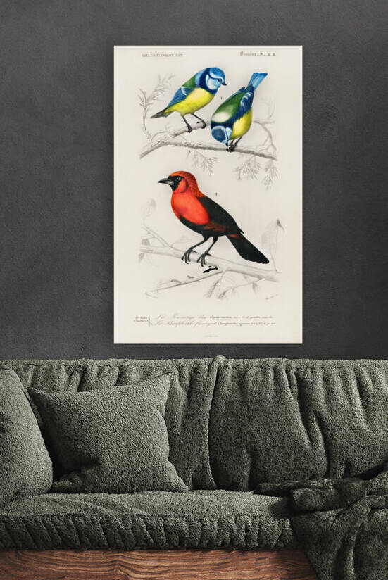 Different types of birds by IStockHistory com