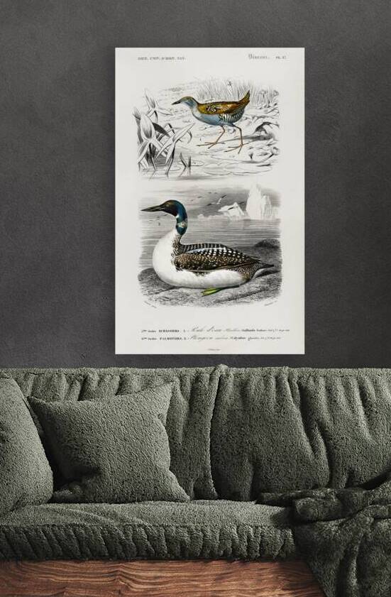 Different types of birds by IStockHistory com