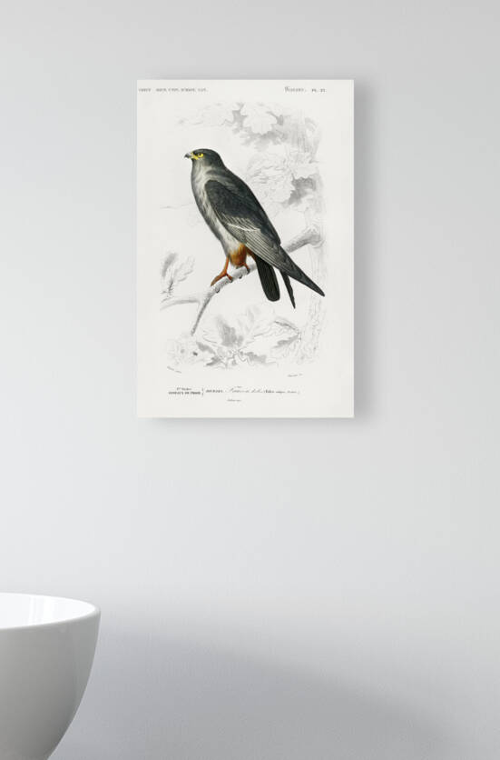 Different types of beetles by IStockHistory com