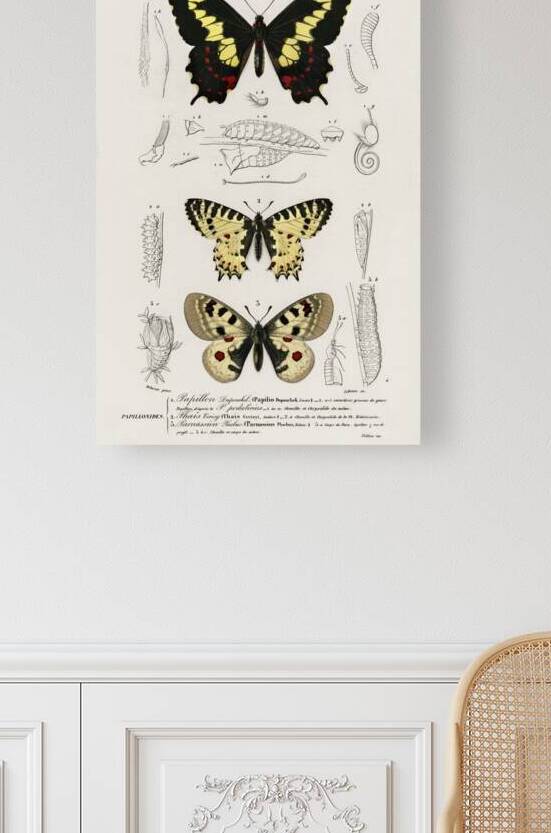 Different types of beetles by IStockHistory com