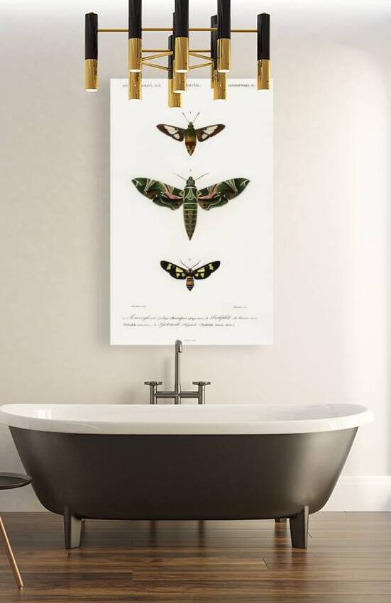 Different types of moths by IStockHistory com