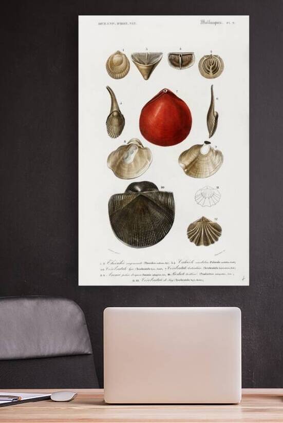 Different types of mollusks by IStockHistory com