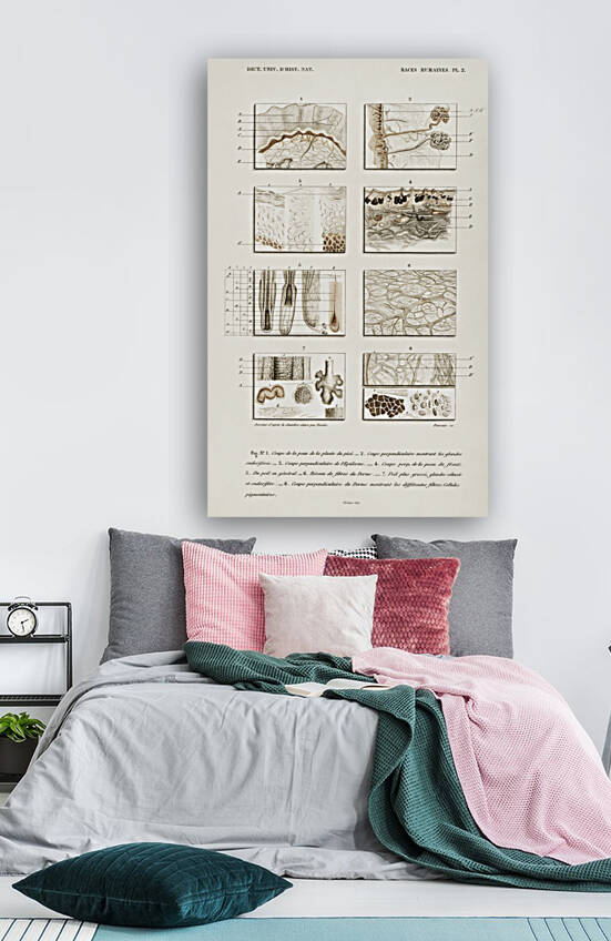 Collection of hand drawing of human skin structure by IStockHistory com