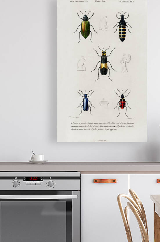 Different types of beetles by IStockHistory com