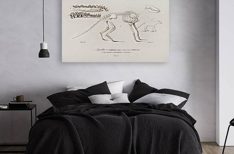 Ungulate Anoplotherium by IStockHistory com