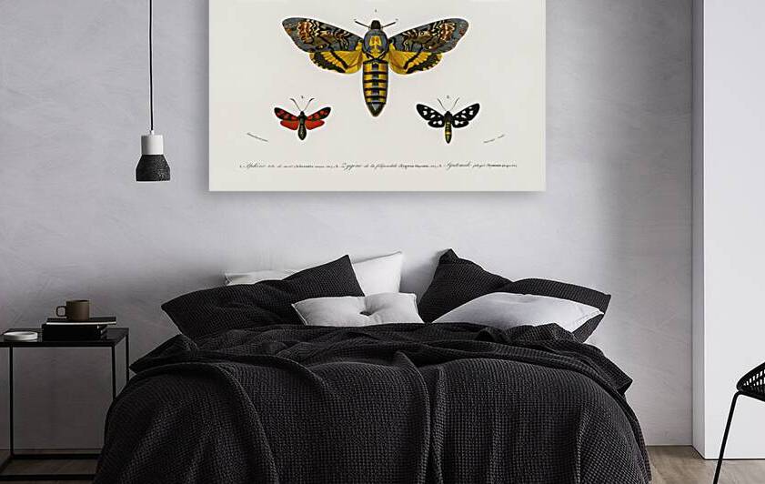 Collection of moths by IStockHistory com