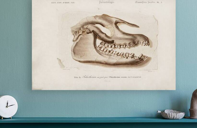 Odd-toed ungulate Palaeotherium by IStockHistory com