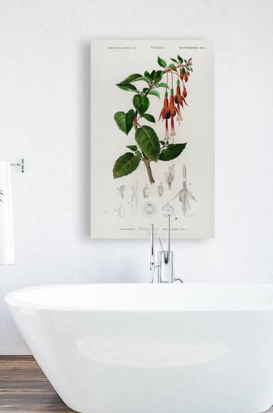 Hummingbird fuchsia Fuchsia gracilis by IStockHistory com