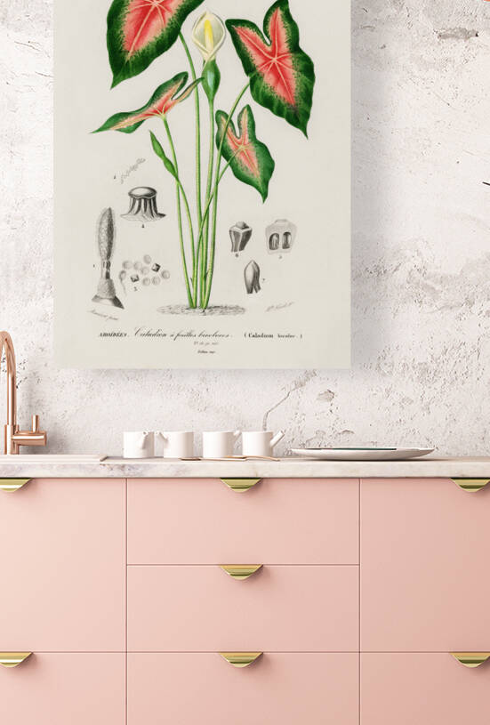 Elephant ear Caladium bicolor by IStockHistory com