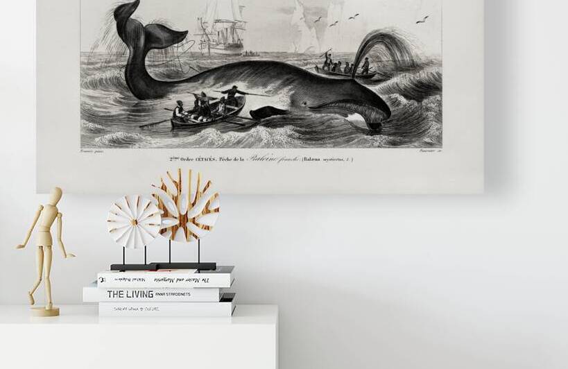 Balaena mysticetus Bowhead whale by IStockHistory com