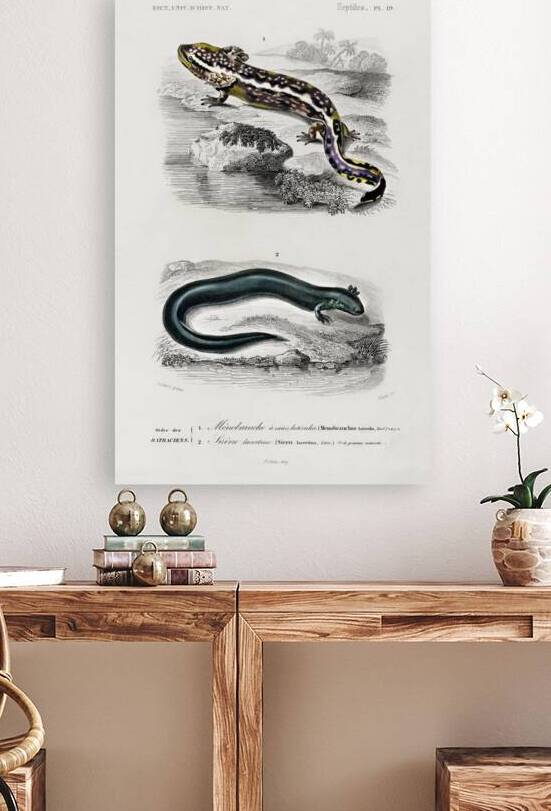 Mudpuppy Menabranchus lateralis and Greater siren Siren lacertina by IStockHistory com