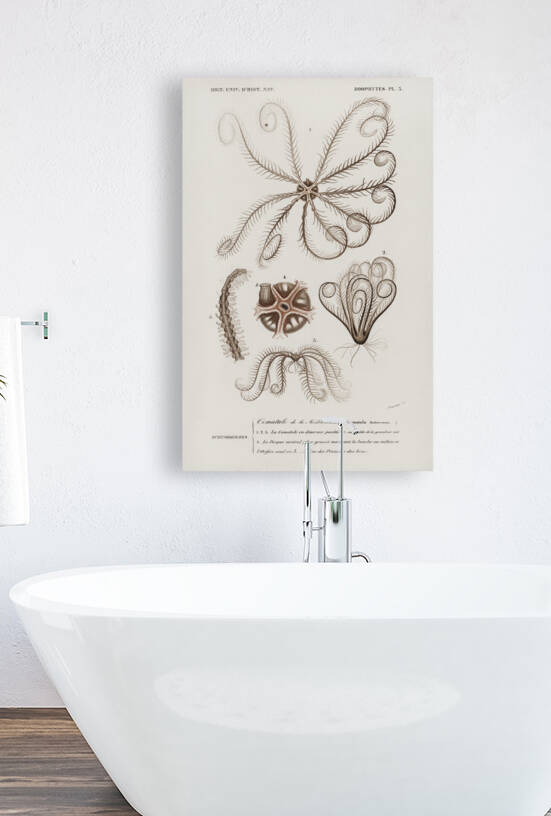 Comatula Mediterranea by IStockHistory com