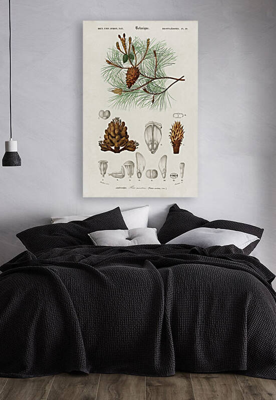 Martime pine Pinus maritima by IStockHistory com